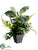 Zebra Plant Mix - Green - Pack of 6