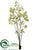 Cotinus Tree - Green - Pack of 2