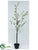 Magnolia Tree - White - Pack of 1