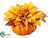 Dahlia, Maple - Yellow Rust - Pack of 12