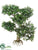 Tea Leaf Bonsai - Green - Pack of 6