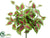 Coleus Bush - Red Green - Pack of 12