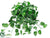 Pothos Bush - Green White - Pack of 36