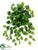 Pothos Hanging Vine Plant - Green White - Pack of 36