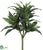 Dracaena Fragrans Bush - Green Two Tone - Pack of 12