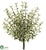 Oregano Bush - Green White - Pack of 6