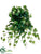 Ivy Vine Hanging Bush - Green Cream - Pack of 12