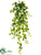 Ivy Hanging Bush - Variegated - Pack of 4