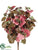 Ivy Bush - Burgundy Green - Pack of 6