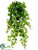 Kangaroo Ivy Hanging Bush - Green - Pack of 6