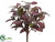 Laurel Bush - Burgundy Green - Pack of 6