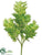 Maple Bush - Green Light - Pack of 36