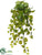 Pothos Hanging Bush - Green - Pack of 6