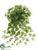 Potato Leaf Hanging Bush - Green Light - Pack of 36