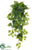 Philodendron Hanging Bush - Green - Pack of 12