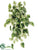 Pothos Hanging Vine Plant - Green Variegated - Pack of 6