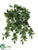 Birch Hanging Bush - Variegated - Pack of 12