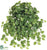 Pothos Hanging Vine Plant - Green - Pack of 12