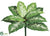 Giant Dieffenbachia Bush - Green - Pack of 12