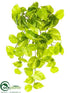 Silk Plants Direct Pothos Bush - Green Cream - Pack of 12