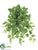 Pothos Hanging Vine Plant - Green Two Tone - Pack of 12