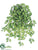 Syngonium Hanging Bush - Green - Pack of 12