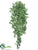 Syngonium Hanging Bush - Green - Pack of 6