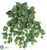 Pothos Hanging Vine Plant - Green - Pack of 12