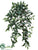 Silk Plants Direct Ruscus Hanging Bush - Green - Pack of 6