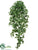 Medium Pothos Hanging Bush - Green Two Tone - Pack of 6
