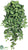 Nephthytis Hanging Bush - Green - Pack of 6