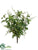 Wandering Jew/Lace Fern Bush - Green Two Tone - Pack of 12