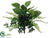 Dieffenbachia, Fern Bush - Green Mixed - Pack of 12