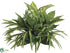 Silk Plants Direct Spider, Dieffenbachia Bush - Green White - Pack of 6