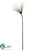 Papyrus Grass Spray - Green - Pack of 12