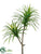 Yucca Stem - Green Cream - Pack of 4