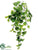 Mini Pothos Vine - Green Cream - Pack of 12