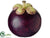 Mangosteen - Plum - Pack of 12