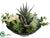 Donkey Tail, Aloe, Bromeliad - Green Cream - Pack of 1