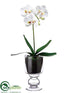 Silk Plants Direct Phalaenopsis Plant - White - Pack of 1