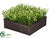 Boxwood - Green - Pack of 1