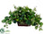 Peperomia, Tea Leaf - Green - Pack of 1