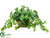 Pothos - Green - Pack of 2