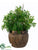 Ruscus, Twig - Green - Pack of 1