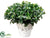 Privet Bush - Green - Pack of 1