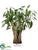 Eucalyptus Drift Wood - Green - Pack of 1