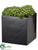 Sedum - Green - Pack of 1