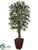 Pacific Lychee Tree - Green - Pack of 1