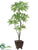 Pachira Aquatica Tree - Green - Pack of 1