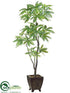 Silk Plants Direct Pachira Aquatica Tree - Green - Pack of 1